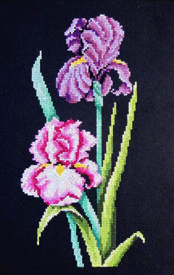 (image for) Iris On Black